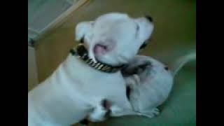 Staffordshire bull terrier dog funny video look [upl. by Annahaj188]