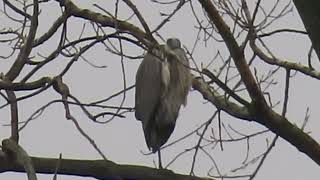 Great Blue Herons balancing act [upl. by Otreblanauj]