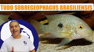 APRENDA TUDO SOBRE GEOPHAGUS BRASILIENSIS  PH ALIMENTAÇÃO COMO CUIDAR E MUITO MAIS [upl. by Tserrof]