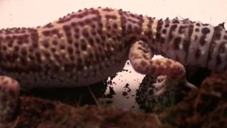 quotGlitzquot Leopard Gecko Laying Eggs [upl. by Nnylatsyrc]