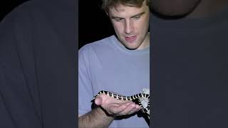 Finding a RARE California Kingsnake in the Arizona Desert snake herping wildlife [upl. by Notsniw]