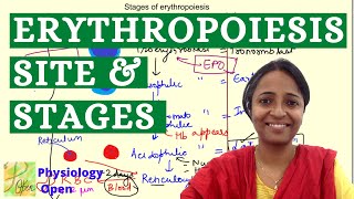 Sites and stages of erythropoiesis  Blood Physiology  Hematology  MBBS 1st year lecture [upl. by Ase]