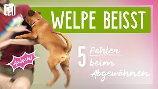 Welpe beißt  Mach keinesfalls diese 5 Fehler [upl. by Ferrick]