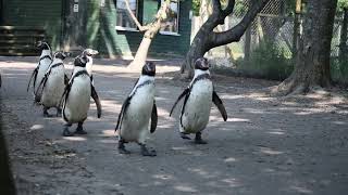 Penguin walk at WWP [upl. by Calendre]