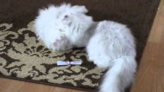 Chinchilla amp Silver Shaded Perser Persian Cat [upl. by Albarran774]