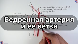 Бедренная артерия и ее ветви  medunivercom [upl. by Kristel]