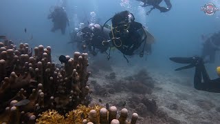 Turtle Point Tenggol Island  CWS Mustang  7th Sep 2024 [upl. by Panchito]