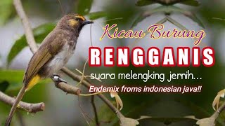 Kicau Burung RengganisCucak Wilis Gacor amp Jernih [upl. by Taddeusz575]