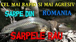 SARPELE RAU  CEL MAI RAPID SI AGRESIV SARPE DIN ROMANIA [upl. by Delaine]