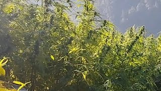 rural life of bajhang Nepal l ganja kheti [upl. by Ennaeirb181]