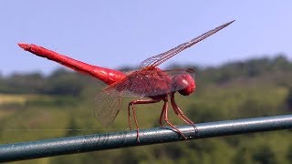 Libellula Rossa Crocothemis Erythraea [upl. by Aikemat]