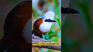 Whitecrested laughingthrush birds birdsounds nature shreels [upl. by Letsirc]