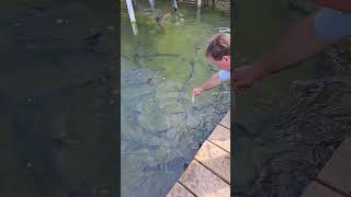 Tarpon feeding at Robies Florida Keys [upl. by Euqinimod]