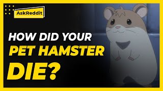 How did your pet hamster die Reddit Stories [upl. by Staw]