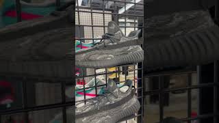 Adidas Yeezy BOOST 350 V2 MX Dark Salt sitting 🪑 🔥💯 sneakers sneakerhead [upl. by Aman]