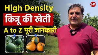 किन्नू की खेती की पूरी जानकरी  Kinnow farming  Citrus fruit farming  Mandarin orange [upl. by Akeemat]