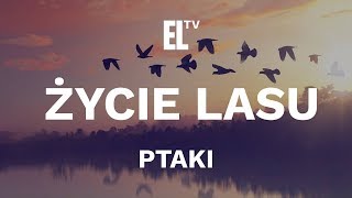 Życie lasu – ptaki film przyrodniczy [upl. by Annayr]