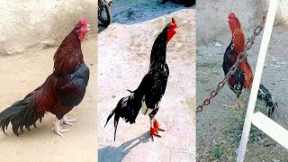 Aseel Rooster Crowing compilation  Rooster Crowing  Murga Sound  Compilation Plus Sound Effec 2 [upl. by Silvio650]