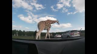 Safari Drive Through  West Midlands Safari Park  Ourthemeparklife [upl. by Norabal]