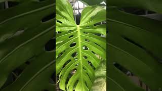 Final unfurling new leaf Monstera Deliciosa aroid houseplants monstera [upl. by Okihsoy155]