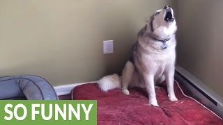 Extremely stubborn Husky throws epic temper tantrum [upl. by Goeger]