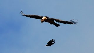 Bearded Vulture Gypaetus barbatus in the High Atlas Morocco [upl. by Leiuqese952]