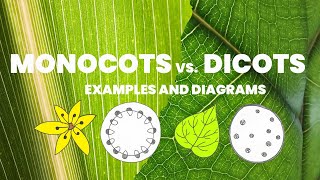 Learn easy to observe characteristics of monocots and dicots  Monocotyledons vs Dicotyledons [upl. by Sukramaj]