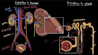 Excretion in humans and plants  Life processes  Class 10 Biology  Khan Academy [upl. by Luciano]