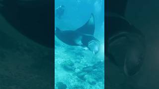 giant oceanic manta ray passed us in 100 feet down mantaray [upl. by Combes597]