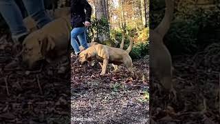 Boerboels ❤️❤️ boerboels boerboel boerboeldog [upl. by Oiramed]