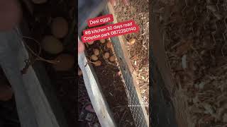 How to Easily Find Free Range Eggs at Your Local farm [upl. by Pogue]