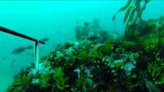 Spearfishing Yellowtail kingfish Cape Town South Africa [upl. by Mita]