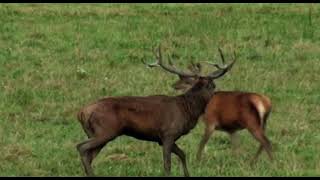 Le Brame du Cerf Chambord Film de Jean Gattus Octobre 2014 [upl. by Ramu]