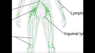 Basics amp Structures of the Lymphatic System [upl. by Nagad]