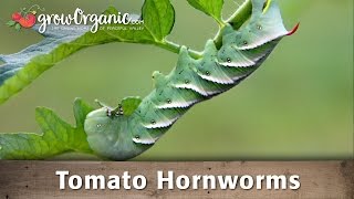 How to Get Rid of Tomato Hornworms [upl. by Tanitansy526]