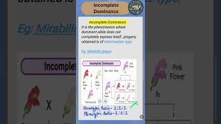 incompletedominance quickrevision biologyclass12 2025boardexam prepbiology [upl. by Reitman]