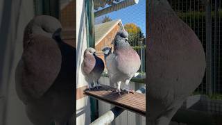 Couple Modena pigeon breeding birds aviary birdbreeder colors breeder homerpigeon homer [upl. by Amye]