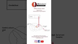 TEASER Unconscious proprioception [upl. by Arleyne841]