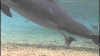 Incredible Dolphin Birth at Dolphin Quest Hawaii [upl. by Iznyl]