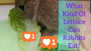 What Types Of Lettuce Can Rabbits Eat [upl. by Wearing819]