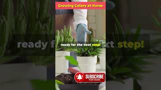 DIY Growing Celery at Home So Easy [upl. by Akehsat]