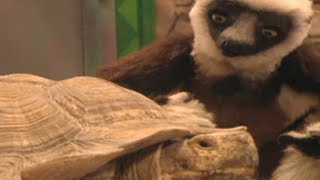 Zoboomafoo with the Kratt Brothers BIG LIZARDS  Full Episodes Compilation [upl. by Ellehcit447]