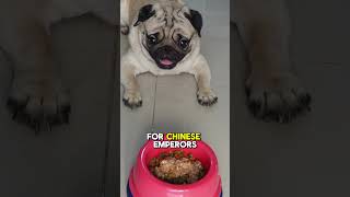 Pug quotTop 5 Fun Facts About Pugsquot [upl. by Avir]