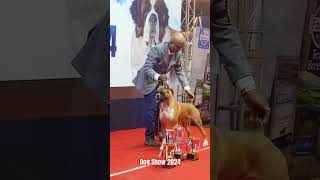 Dog show 2024 doglover dogshow [upl. by Odranoel]