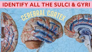 Cerebral Cortex  Sulci amp Gyri  Neuroanatomy spotting [upl. by Cordelie]