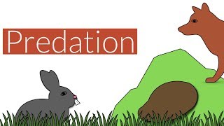 Predation Brief SummaryLeaving Cert Biology [upl. by Ornie]