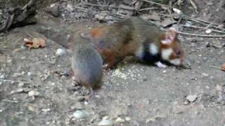 Feldhamster Mutter und Kind  European Hamsters mother and kid [upl. by Nanice163]