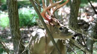 Whitetail Buck Shedding Antler Velvet [upl. by Ainel380]