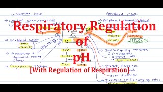 3 Respiratory Regulation of pH With Regulation of Respiration [upl. by Nevuer]