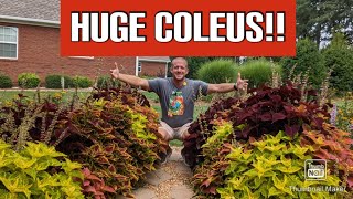 How to Grow Coleus  A StepbyStep Guide 🌻🌻🌻🌻 [upl. by Katti74]